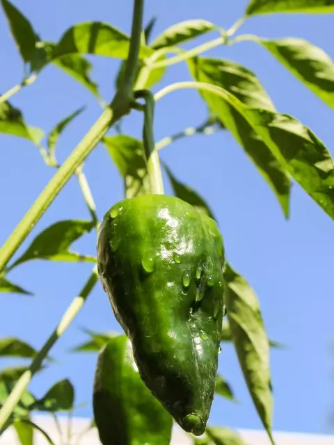 when to pick poblano peppers
