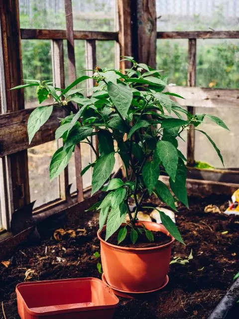 when to water jalapeno plants in pots