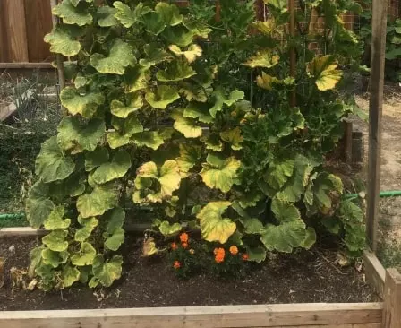 yellow pumpkin leaves due to watering stress