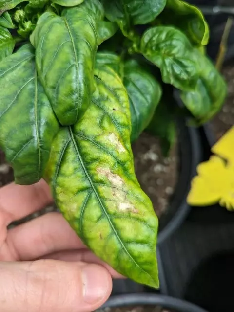 yellowing leaves on pepper plants due to nutrient deficiencies
