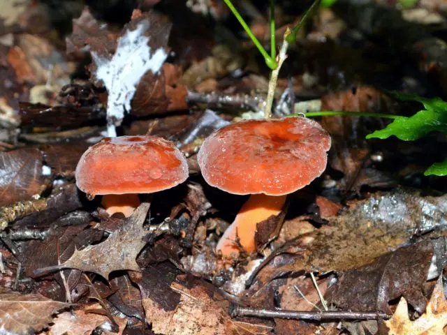 bradleys mushroom edible orange mushrooms