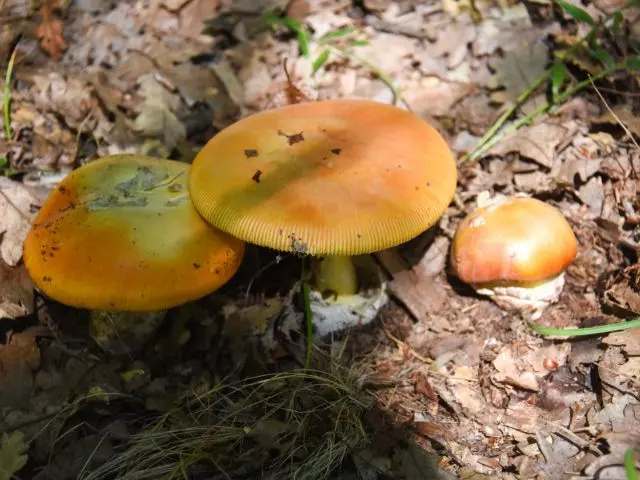 caesar mushroom edible orange mushrooms