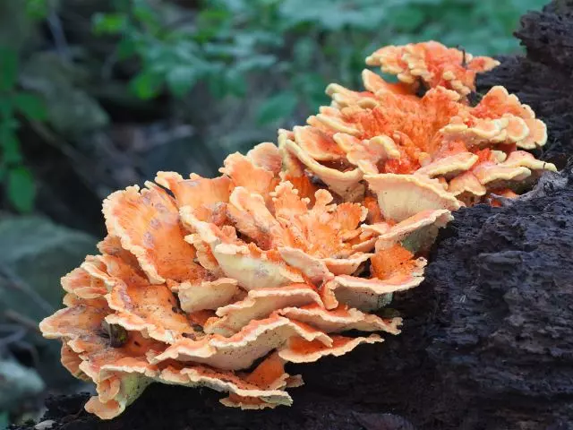 chicken of the woods edible orange mushrooms