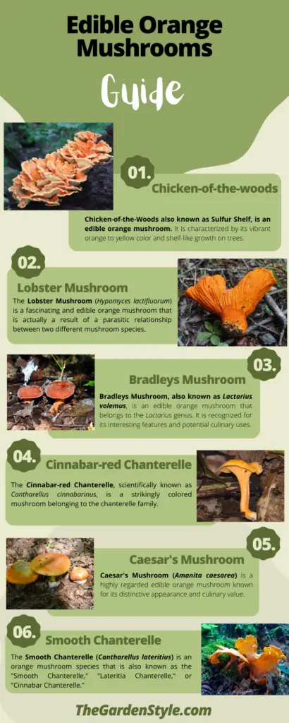edible orange mushrooms infographic