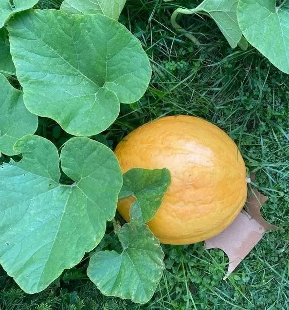 how and when to harvest big max pumpkin