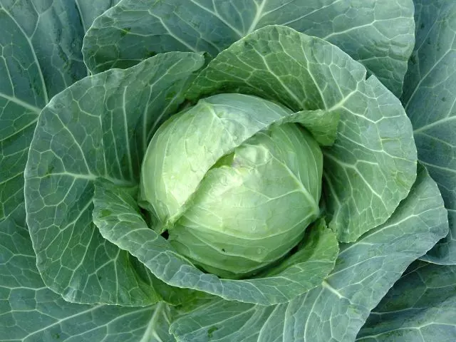 how often to water cabbage guide