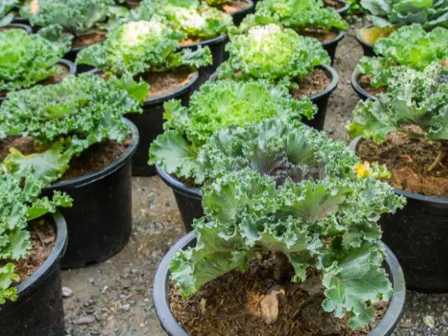 how often to water cabbage plants in pots