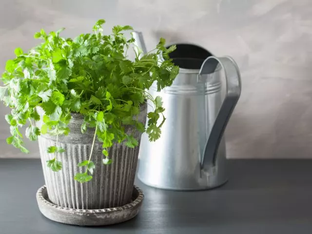 how often to water cilantro in a pot