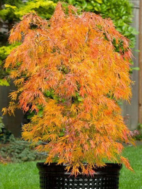 how often to water japanese maple in container