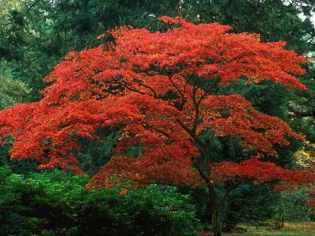 how often to water japanese maple