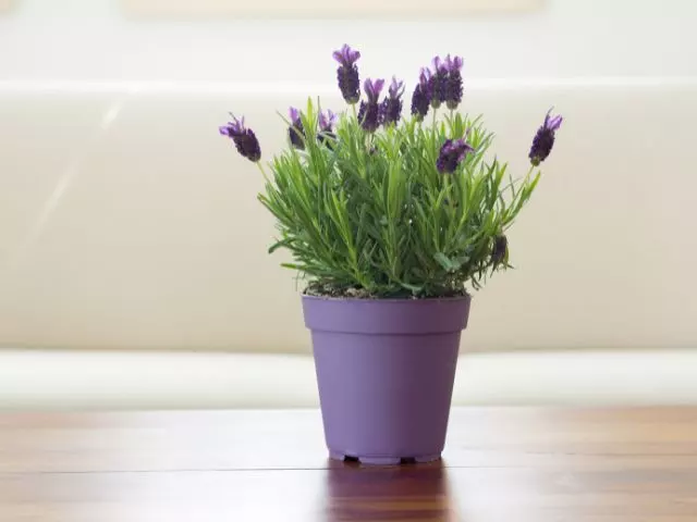how often to water lavender in pots