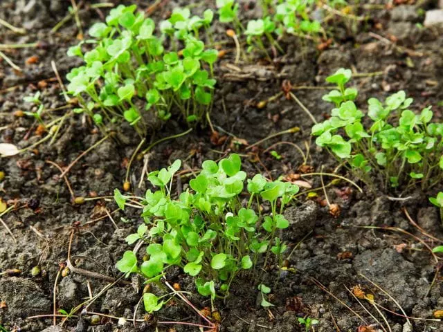 how to grow arugula from seed