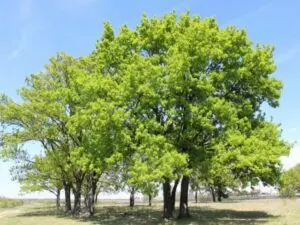 oak tree fertilizer how and when to fertilize