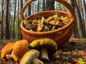 orange edible mushrooms guide