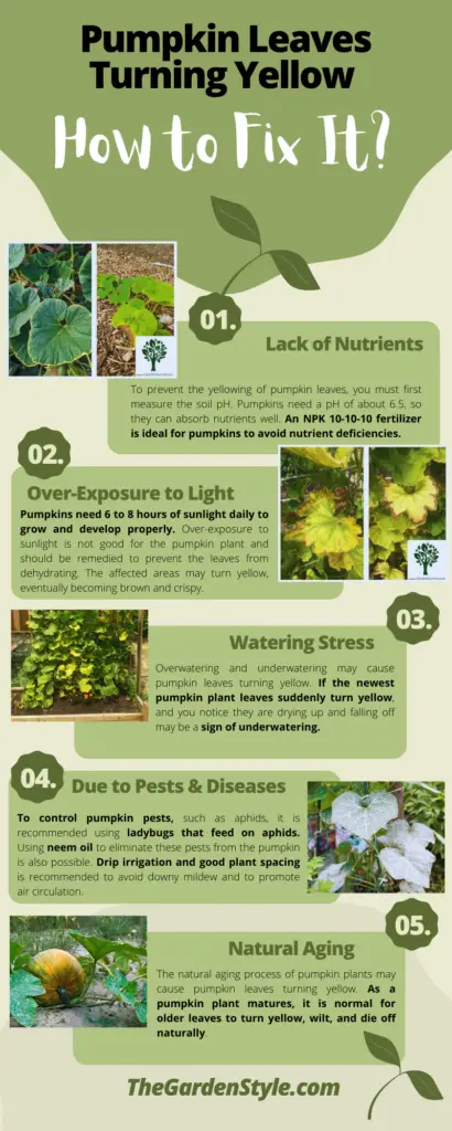 pumpkin leaves turning yellow infographics