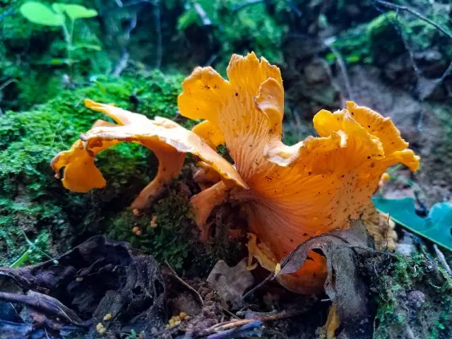 smooth chanterelle orange mushrooms