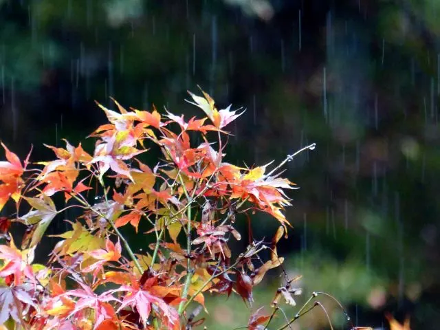 tips for watering japanese maple tree