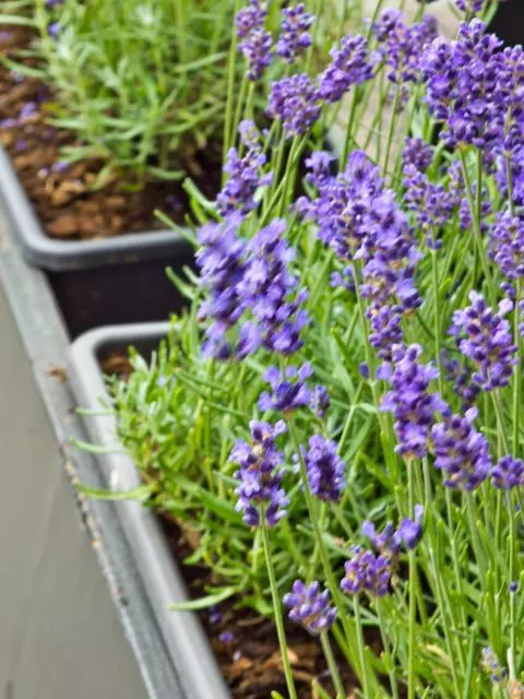 watering lavender plants