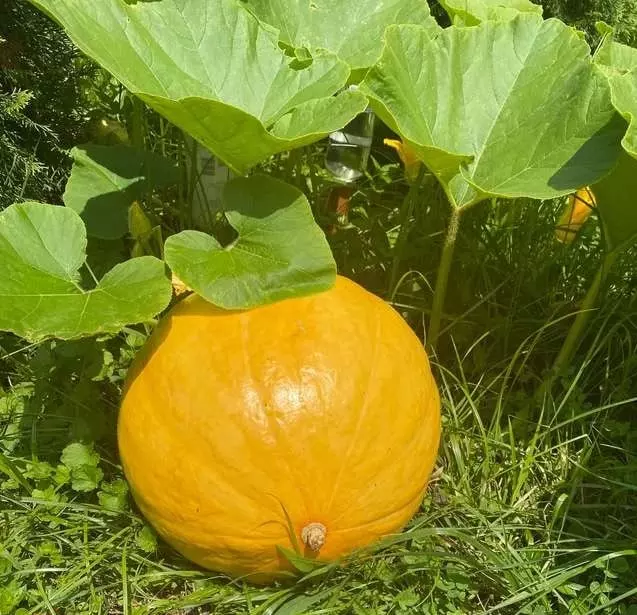 what are big max pumpkins