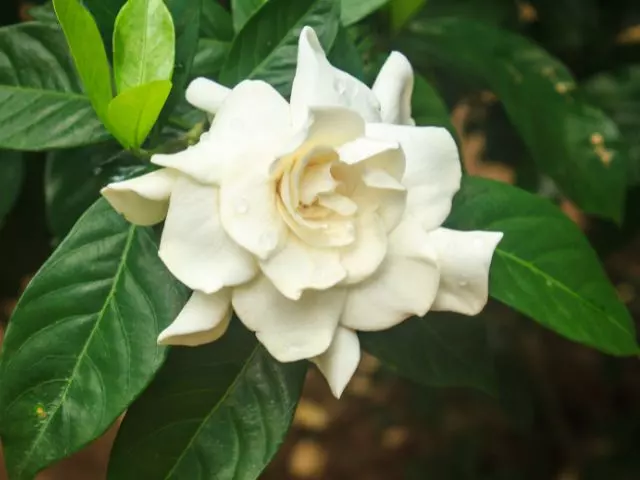 what is the best fertilizer for gardenias guide