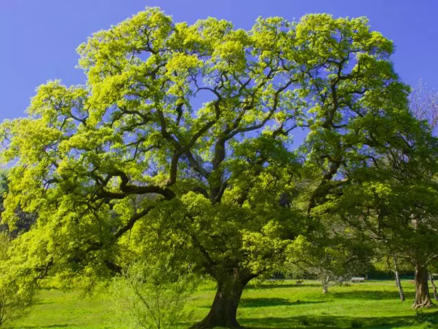 when to fertilize oak tree