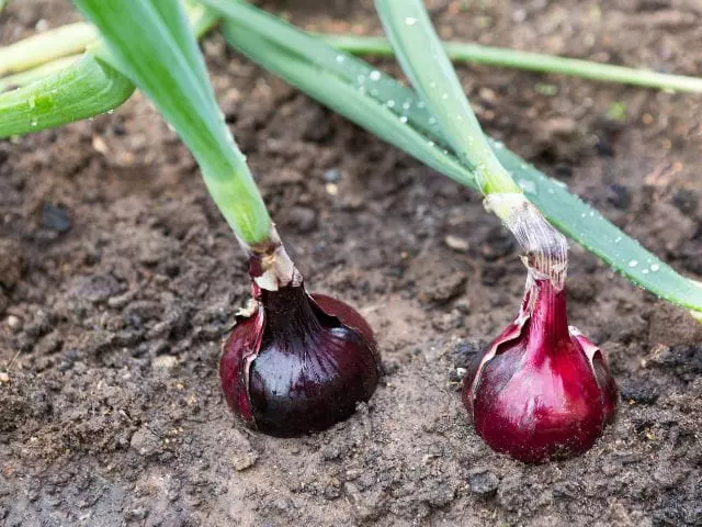 when to harvest red onions