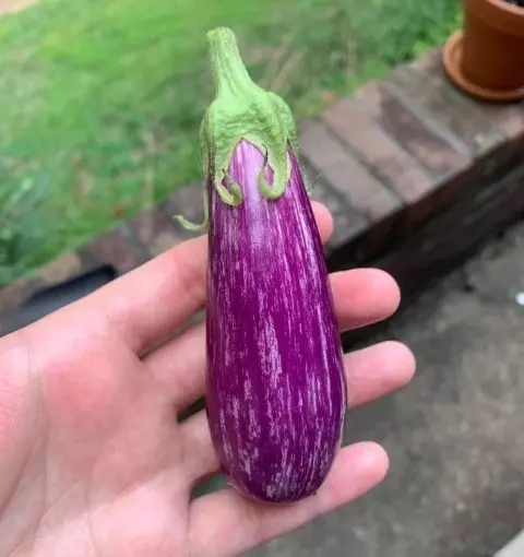 when to pick fairy tale eggplant