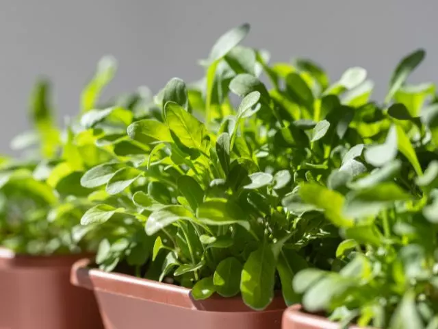 where to grow arugula from seed