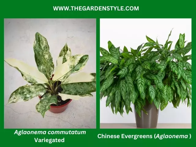 aglaonema commutatum variegated plant care