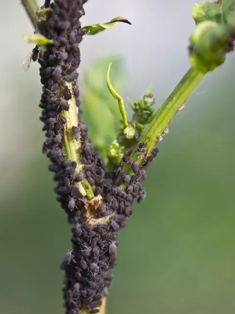 aphids bugs that look like chia seeds
