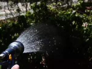 best time to water plants