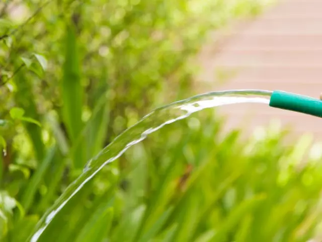 best time to water plants in summer