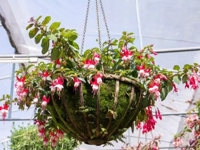 can fuchsias be grown indoors