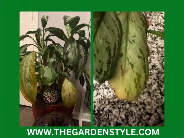 chinese evergreen plants yellowing leaf