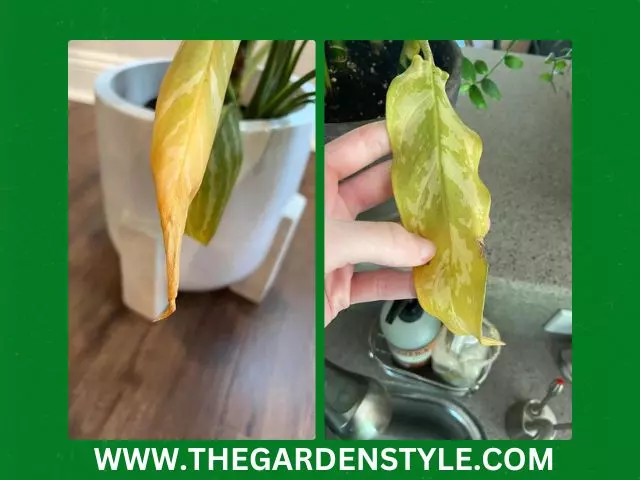 chinese evergreen yellow leaves due to aging foliage