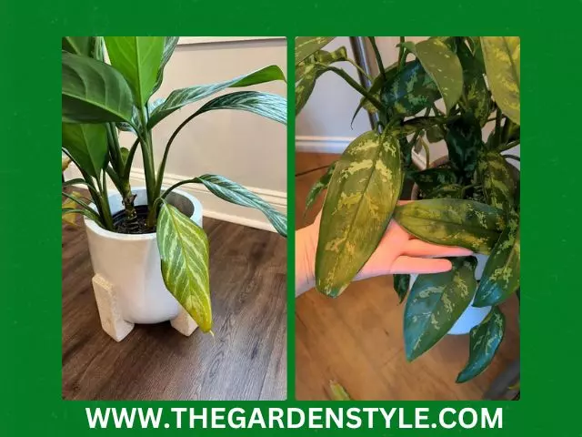 chinese evergreen yellow leaves due to improper light conditions