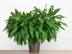 chinese evergreen yellow leaves how to fix it