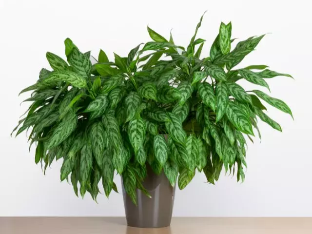 chinese evergreen yellow leaves how to fix it