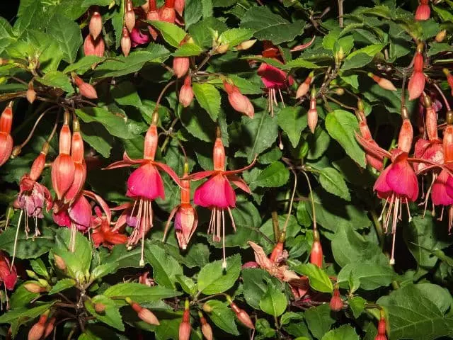 fuchsia magellanica and varieties