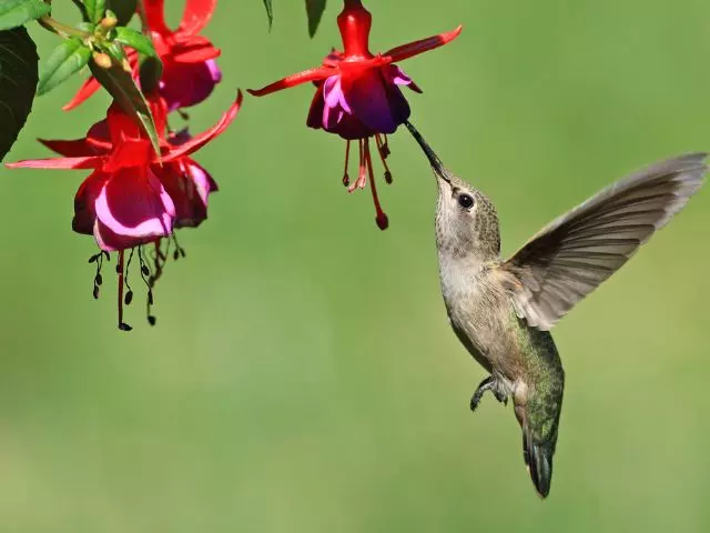 growing fuchsia to attract hummingbirds