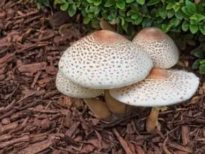 how to get rid of mushrooms in mulch