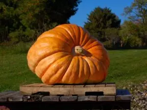 how to grow giant pumpkins with milk guide