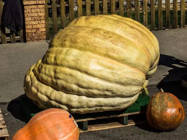how to grow giant pumpkins with milk