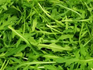 how to harvest arugula without killing the plant guide