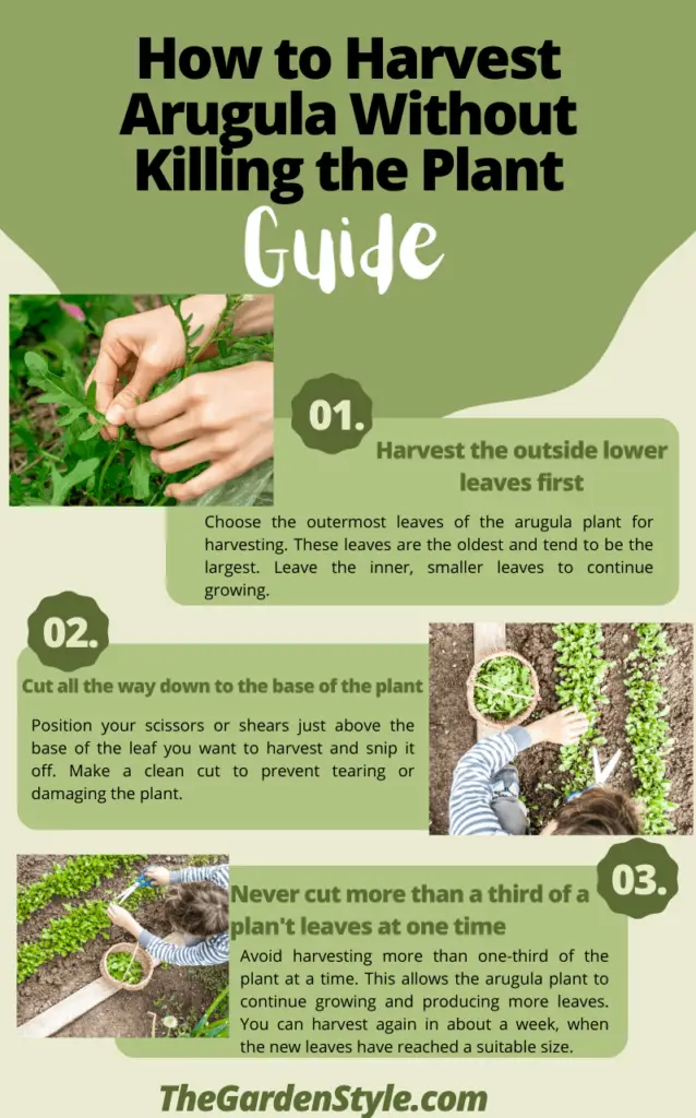 how to harvest arugula without killing the plant infographic
