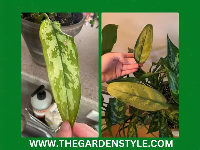 low humidity causing chinese evergreen leaves turning yellow
