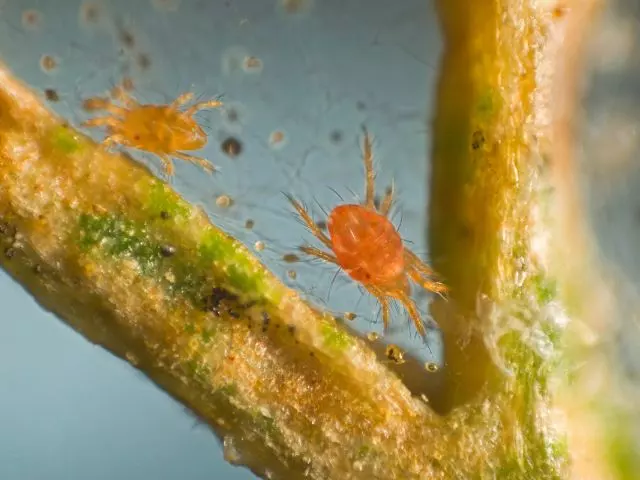 spider mites bugs