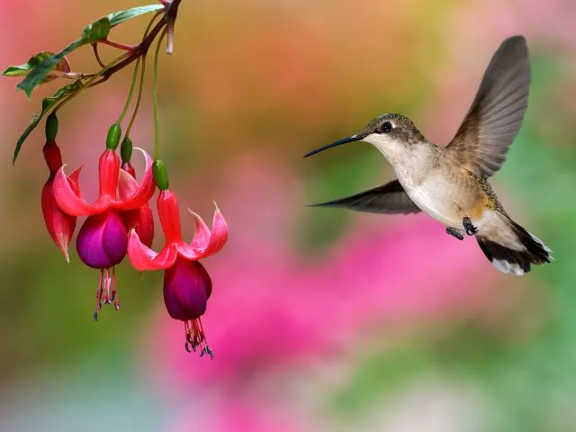 what color flowers do hummingbirds like