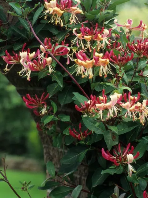what is the best fertilizer for honeysuckle