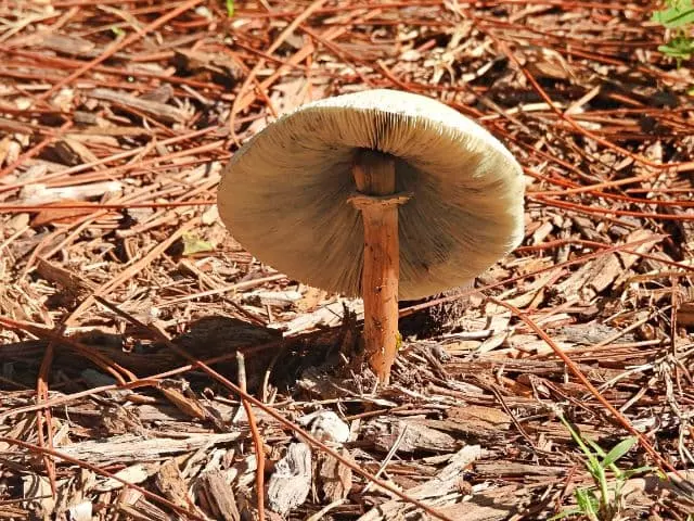 why are mushrooms growing in mulch